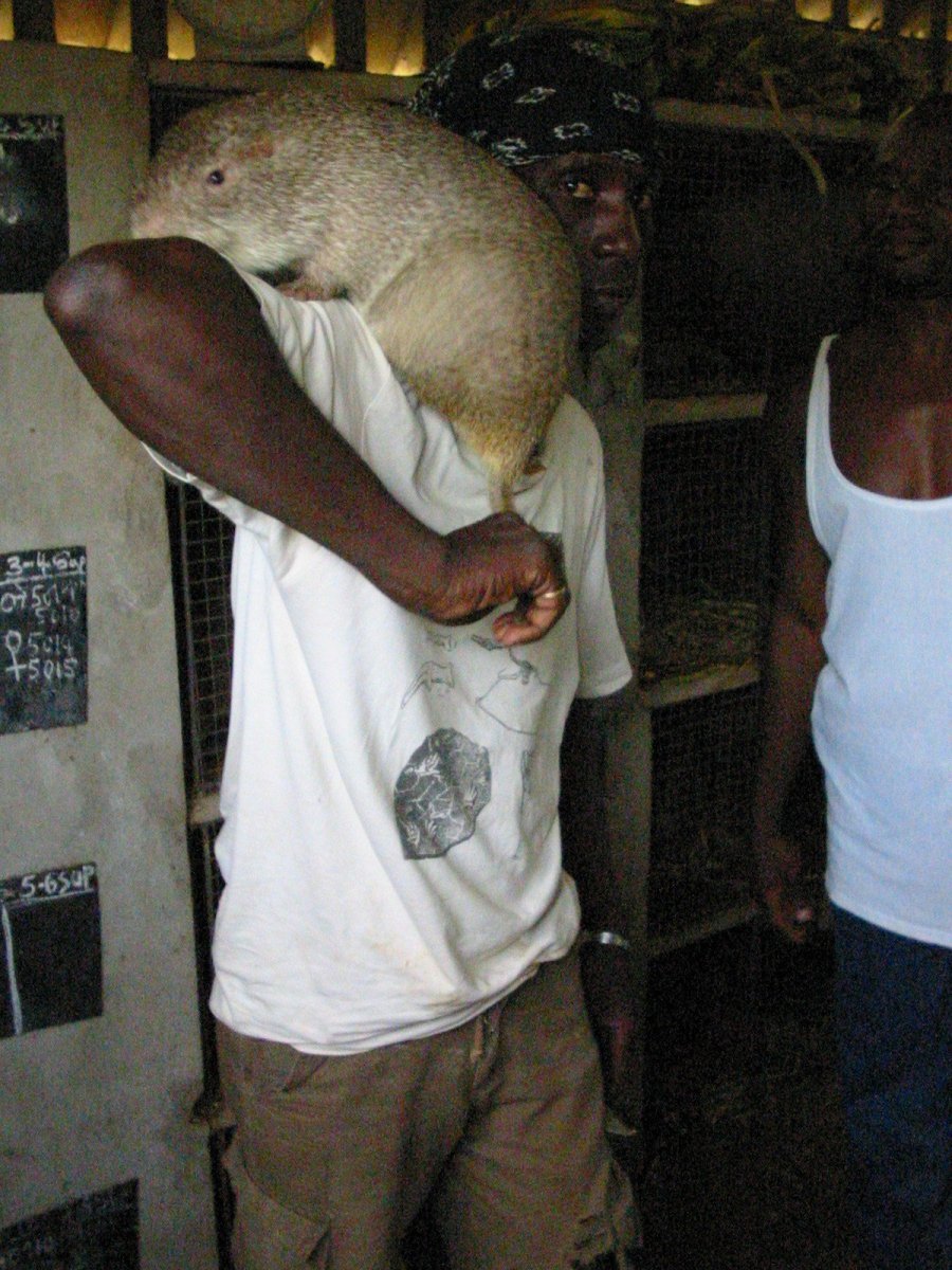 Большая тростниковая крыса Африка