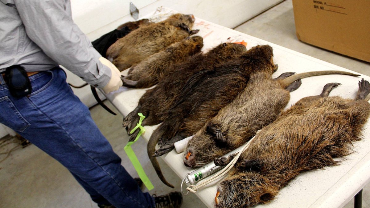 Гигантские крысы в Московском метро