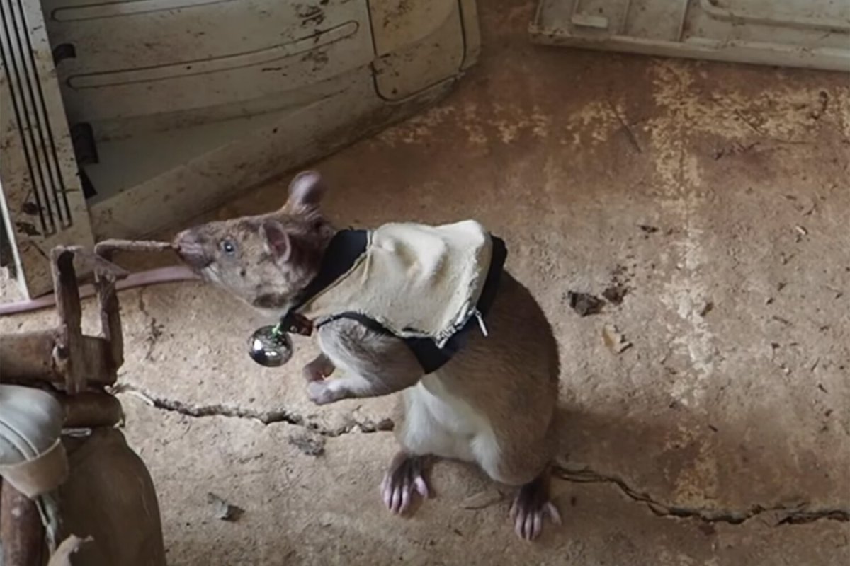 Гигантских гамбийских крыс