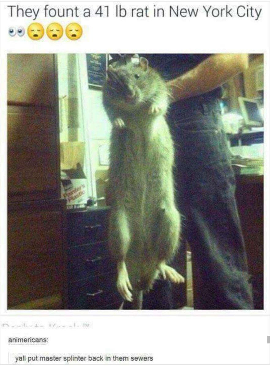 Огромная крыса в Нью-Йорке