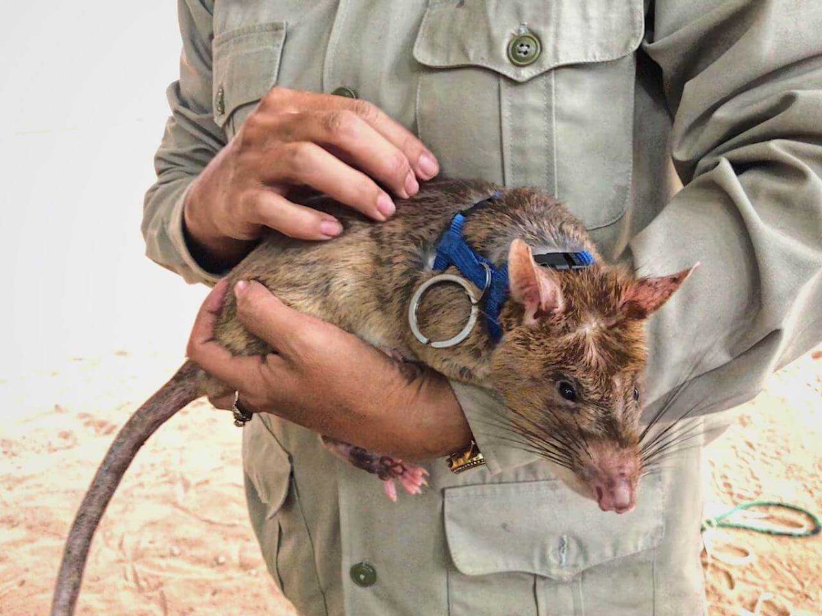 Гамбийская хомяковая (сумчатая) крыса