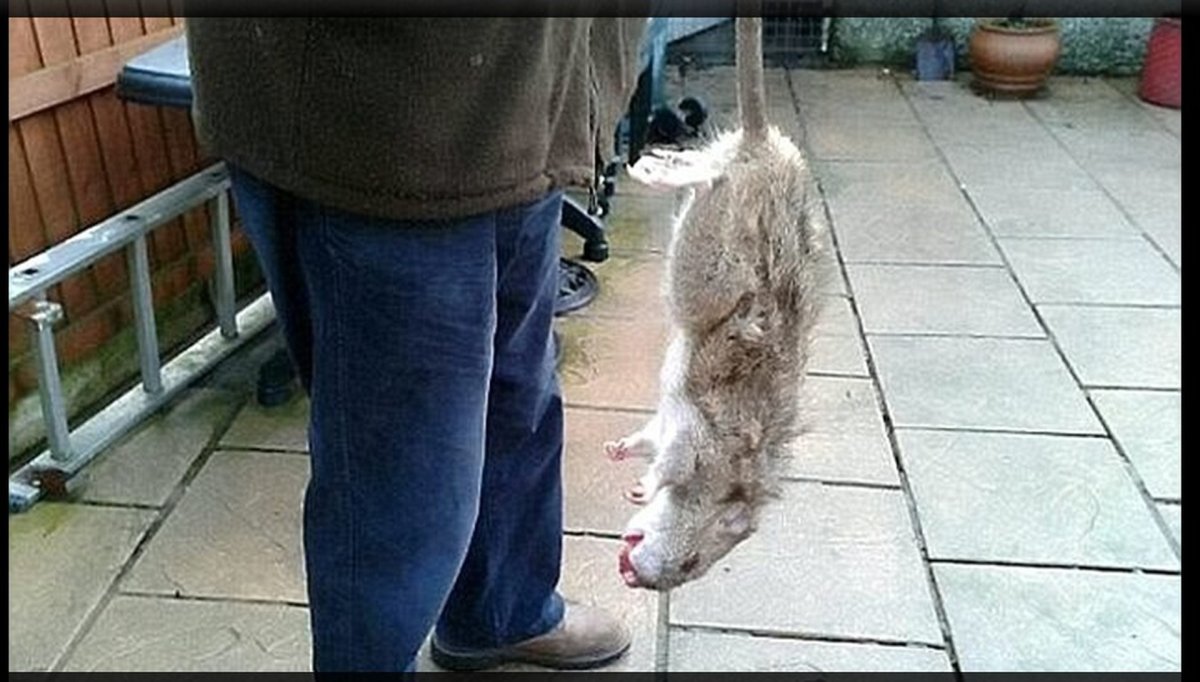 Крыса огромных размеров с кошку