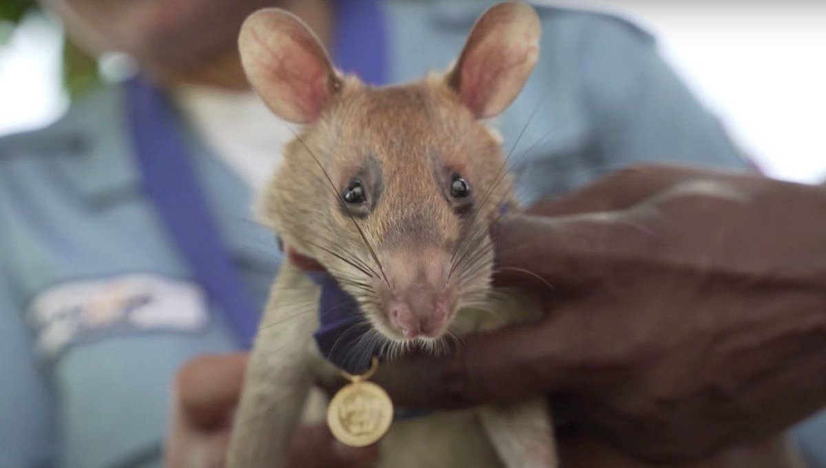 Сумчатая крыса Камбоджи