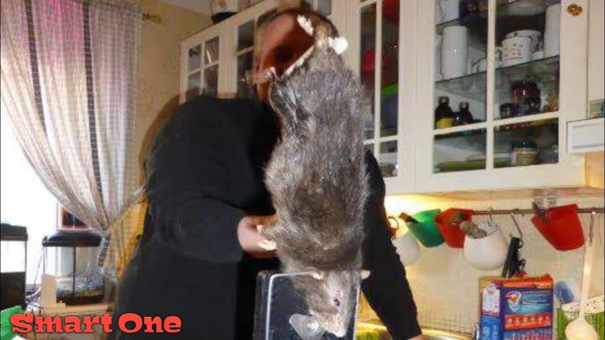 Большая крыса порода