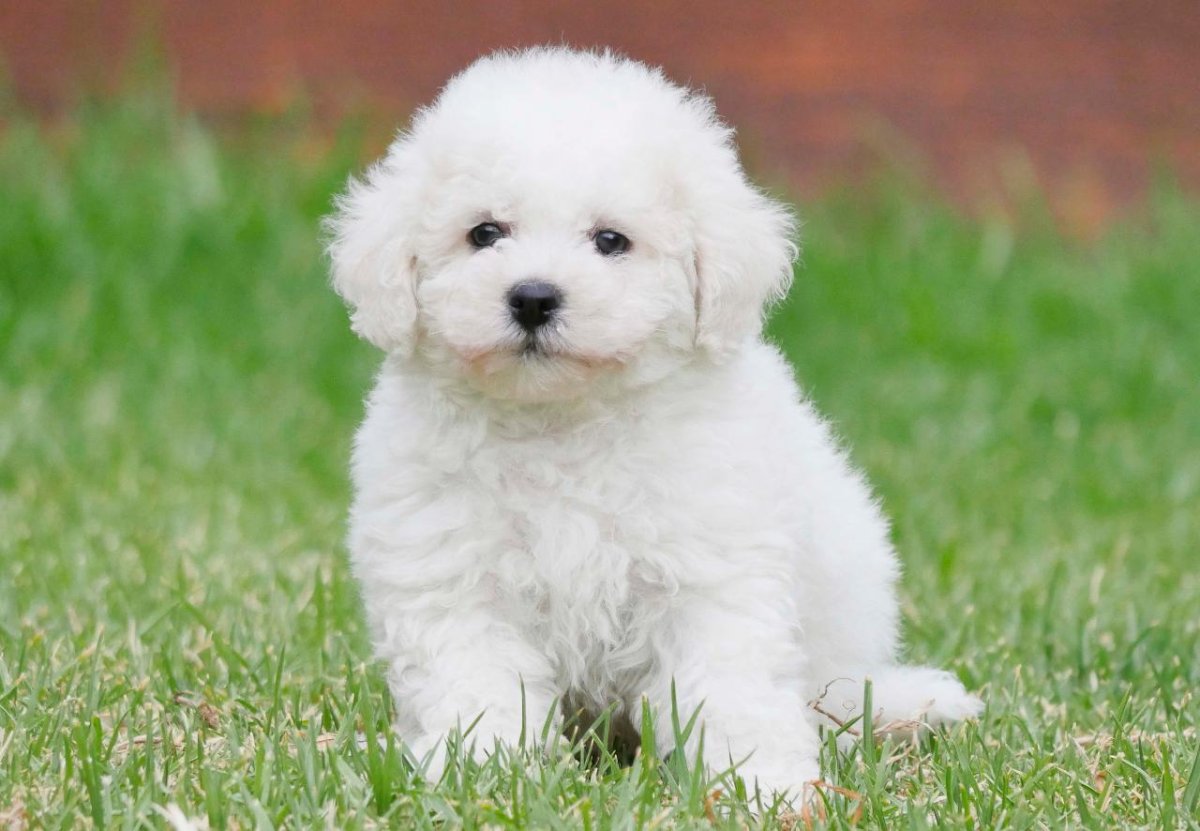 Болонка Бишон фризе