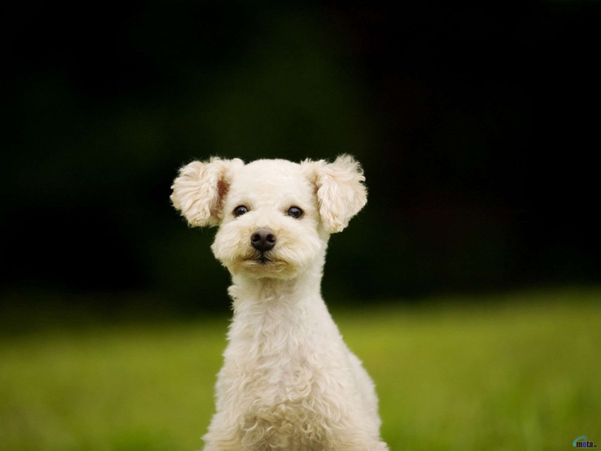 Пуми порода собак