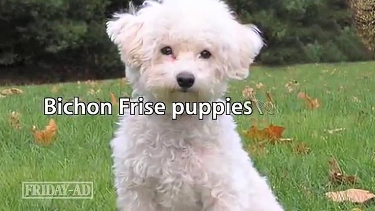 Бишон фризе гипоаллергенная или нет