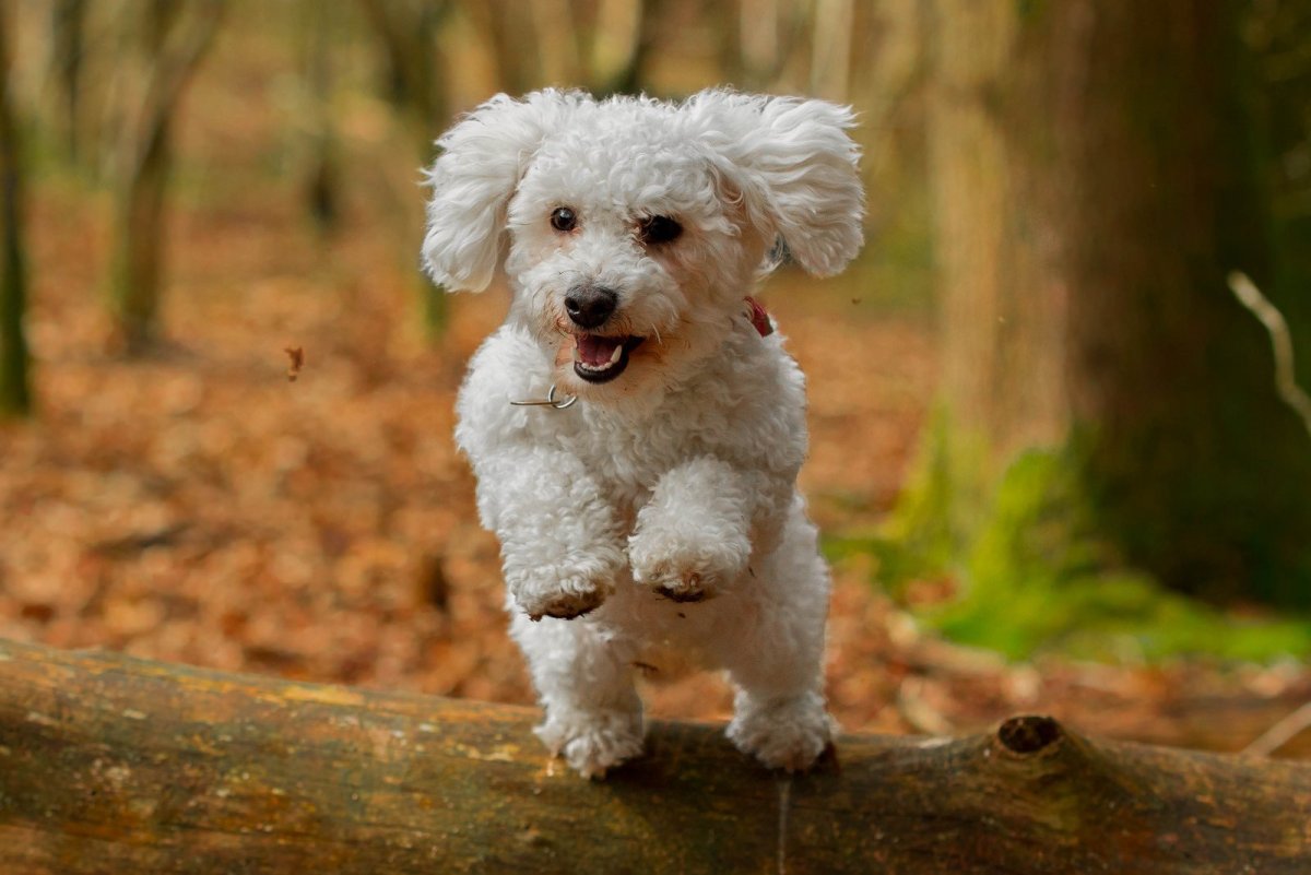 Пудель Бишон