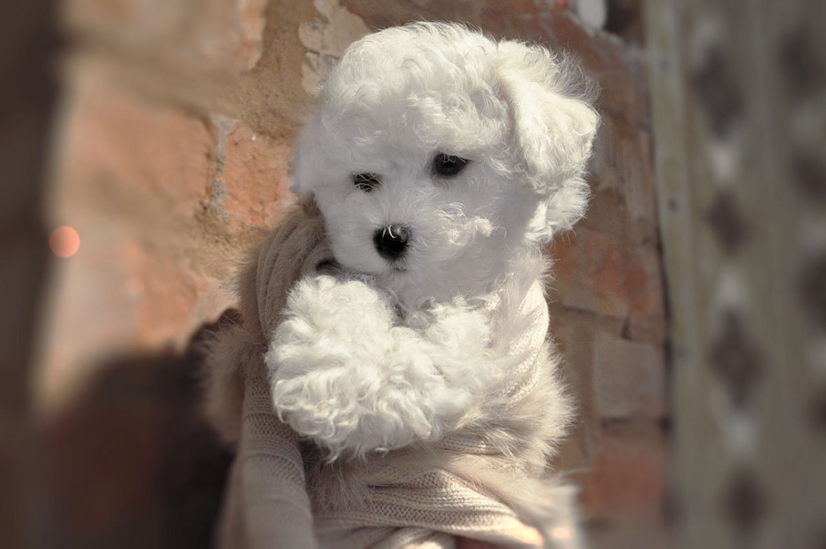 Бишон фризе собака кудрявый