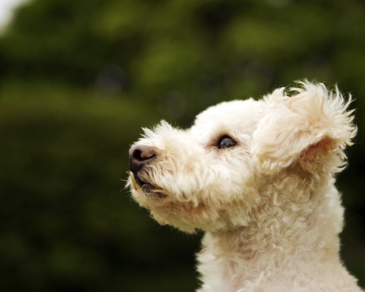 Американский пудель терьер