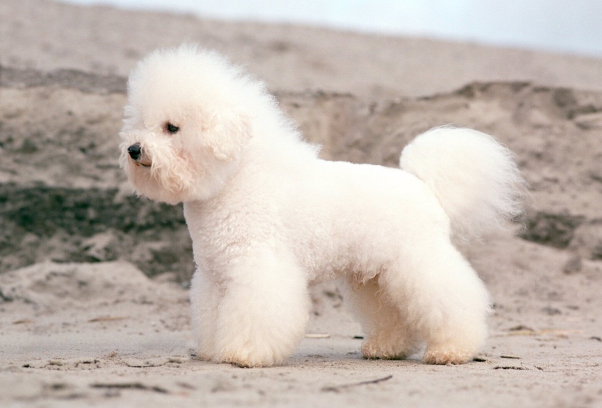 Бишон фризе