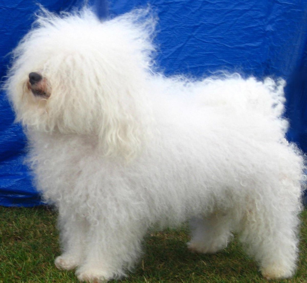 Бишон мальтезе