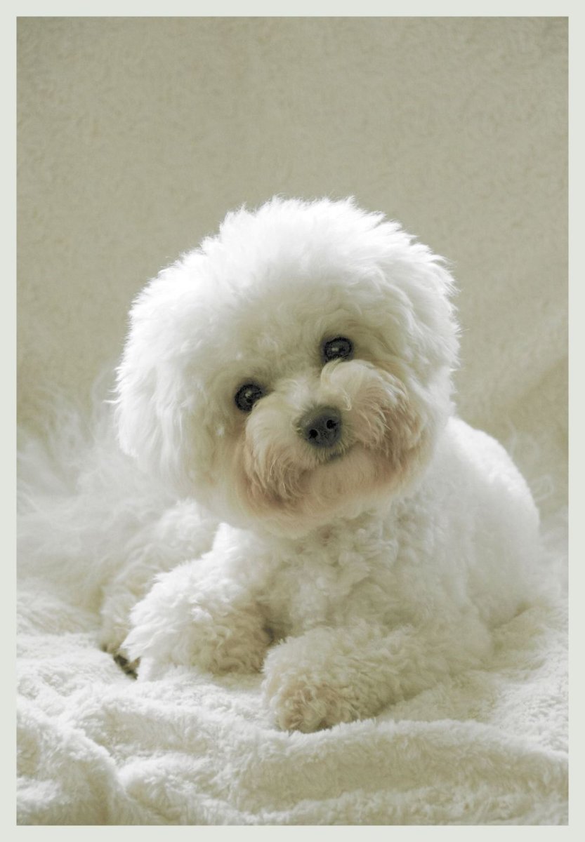 Бишон фризе