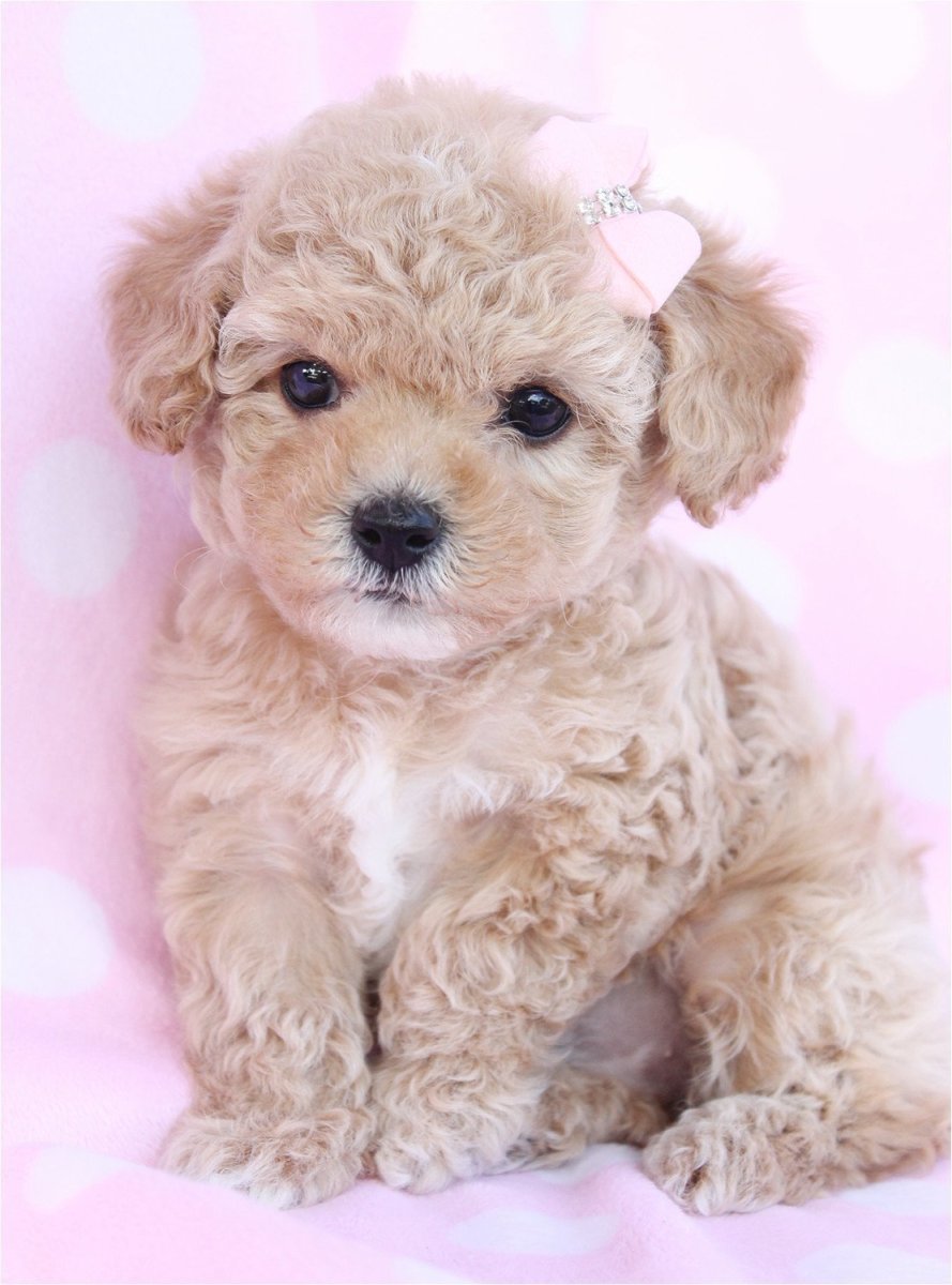 Бишон фризе мальтипу