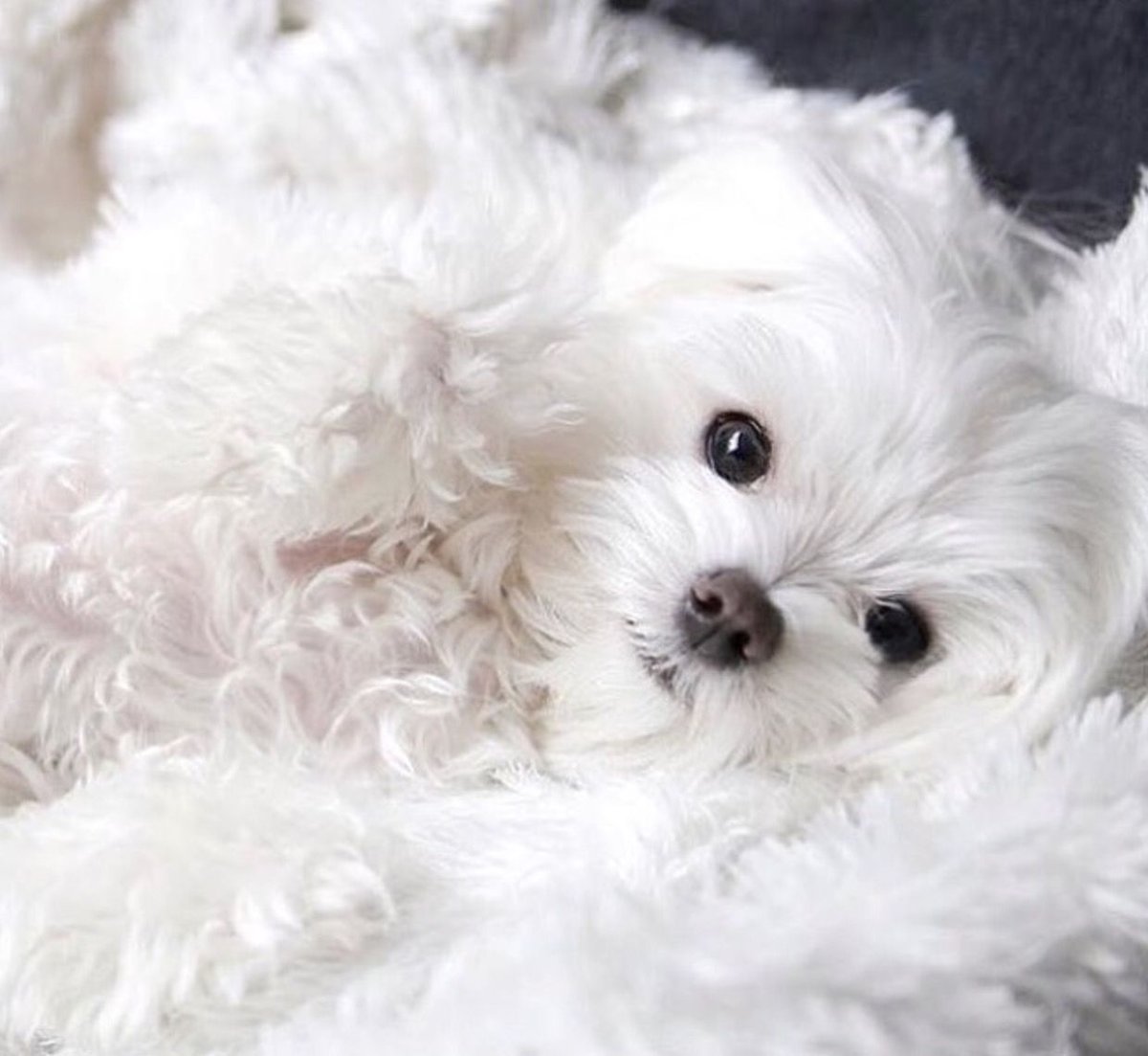 Мальтийская болонка Teacup