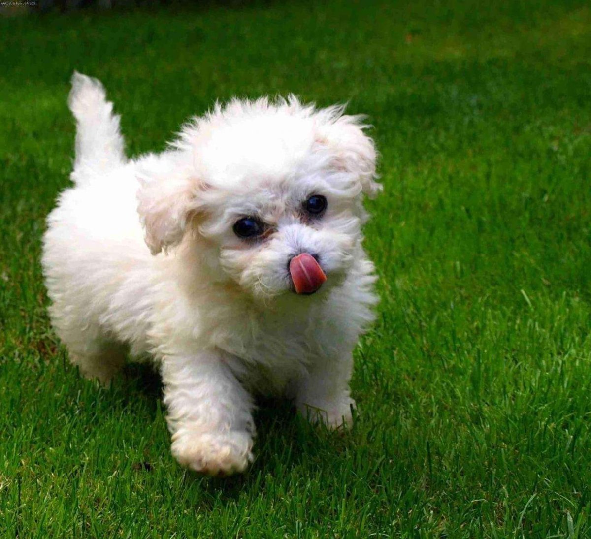 Болонка Бишон фризе