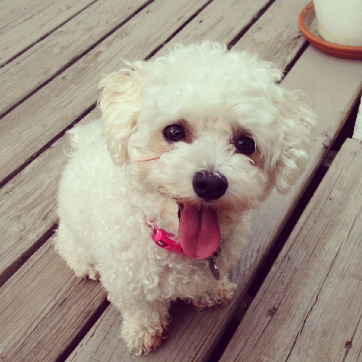 Мальтипу Браун