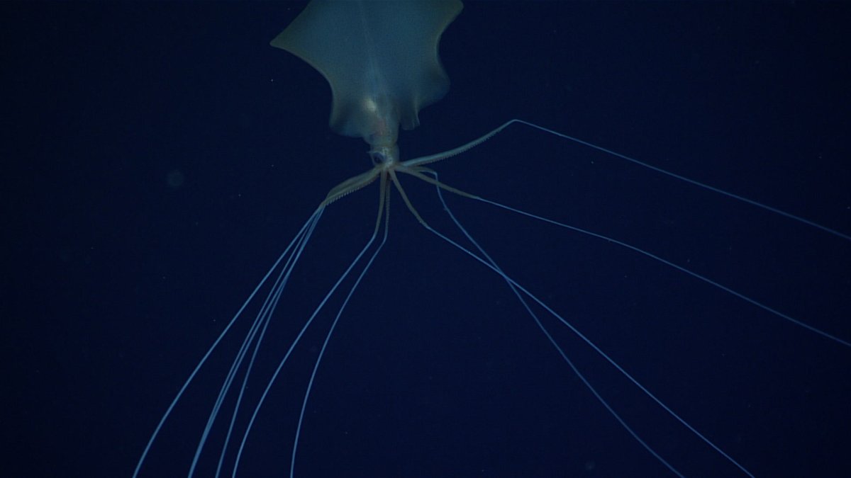 Кальмар Magnapinna