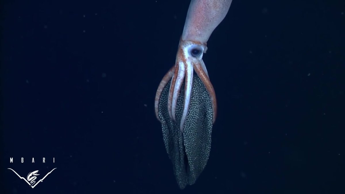 Длиннорукий глубоководный кальмар