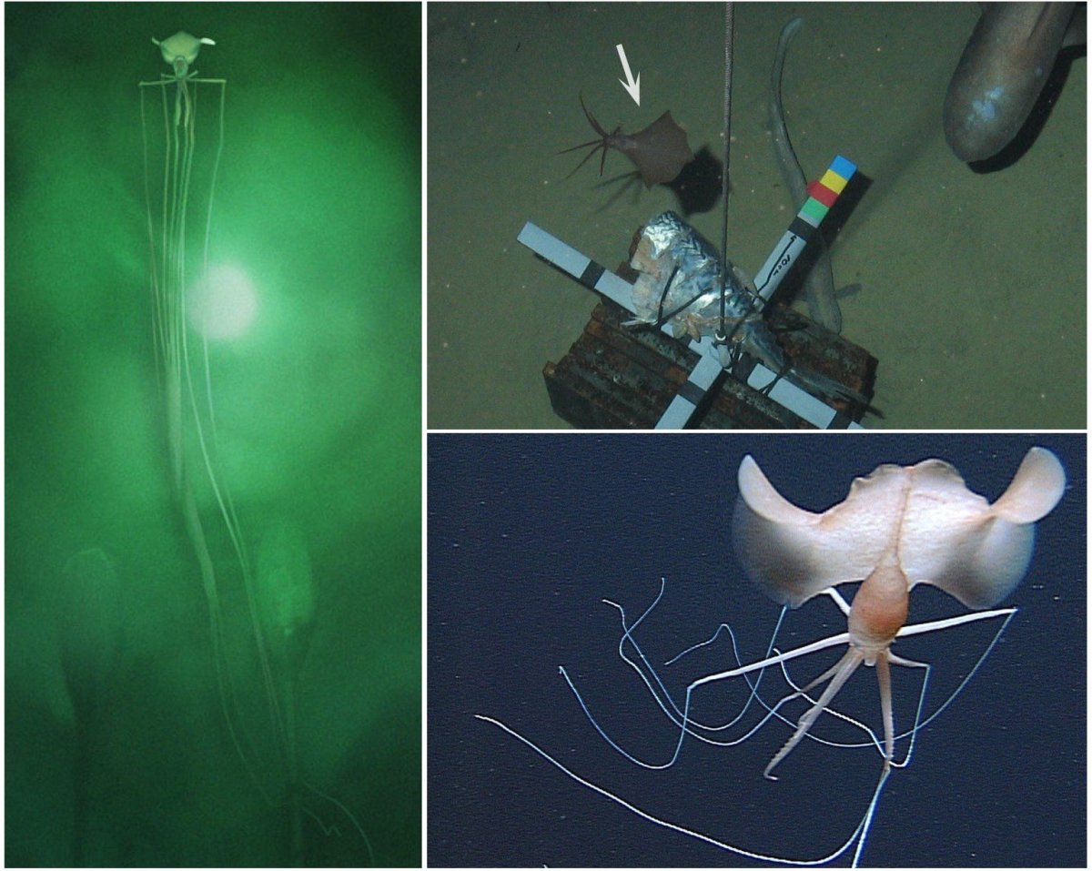 Бигфин Сквид