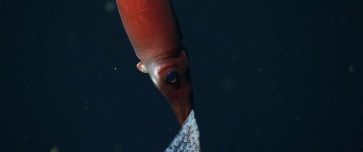 Глубоководный кальмар Магнапинна