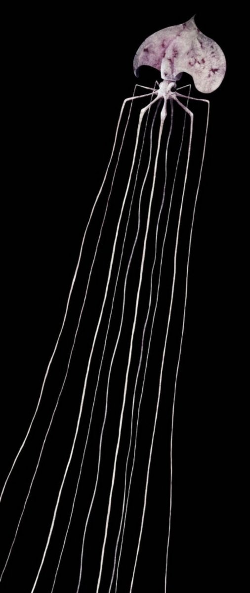 Бигфин кальмар