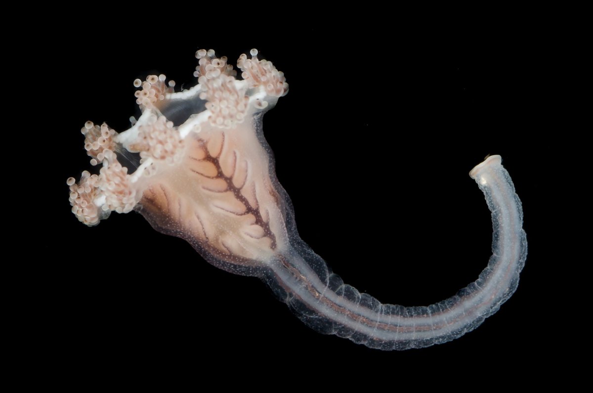 Глубоководный гигантизм