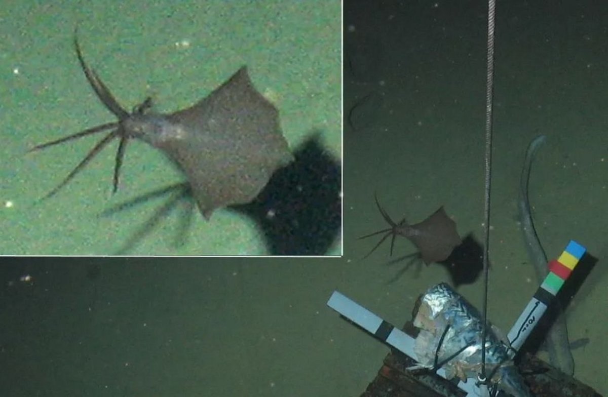 Бигфин Сквид