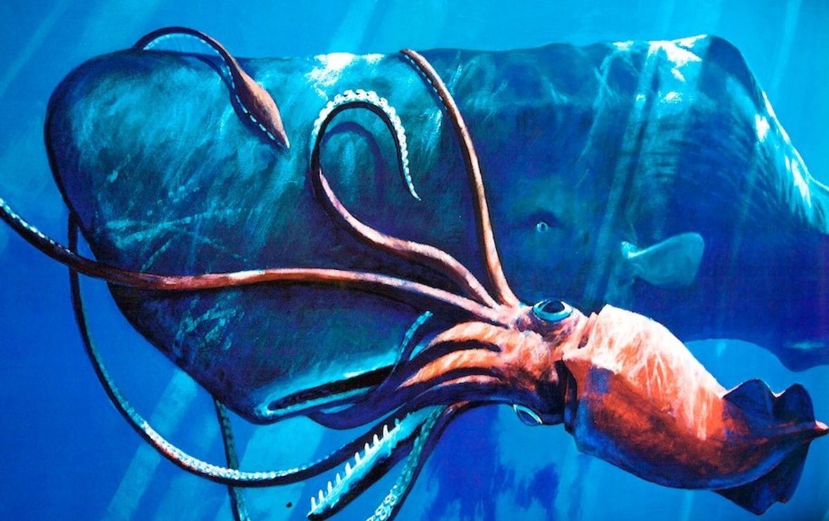 Гигантский кальмар Кракен