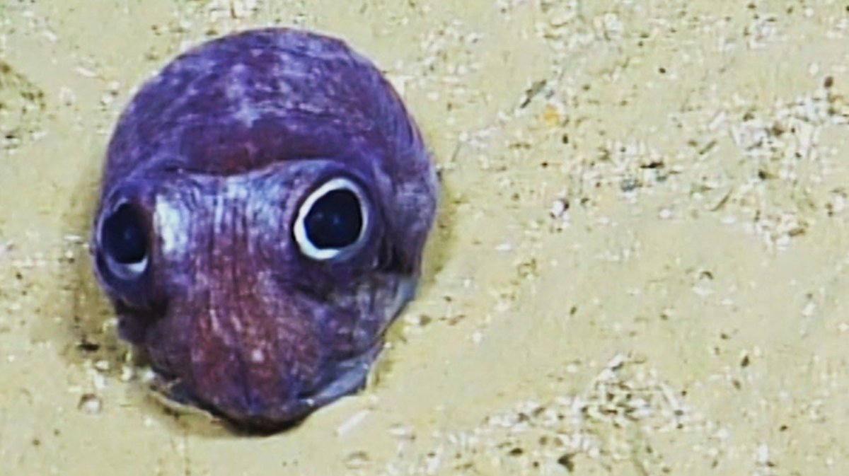 Googly-eyed Stubby Squid