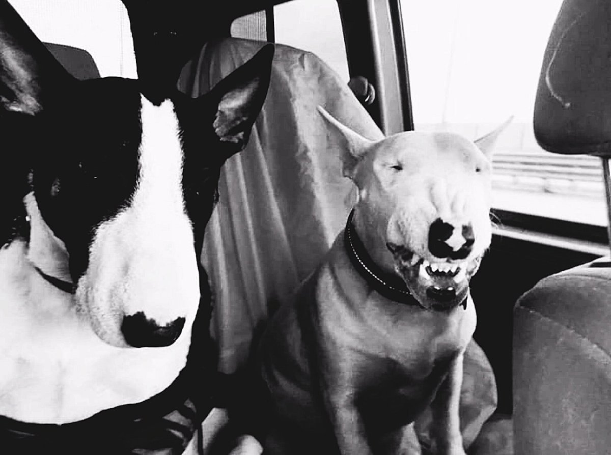 Порода собак похожая на бультерьера