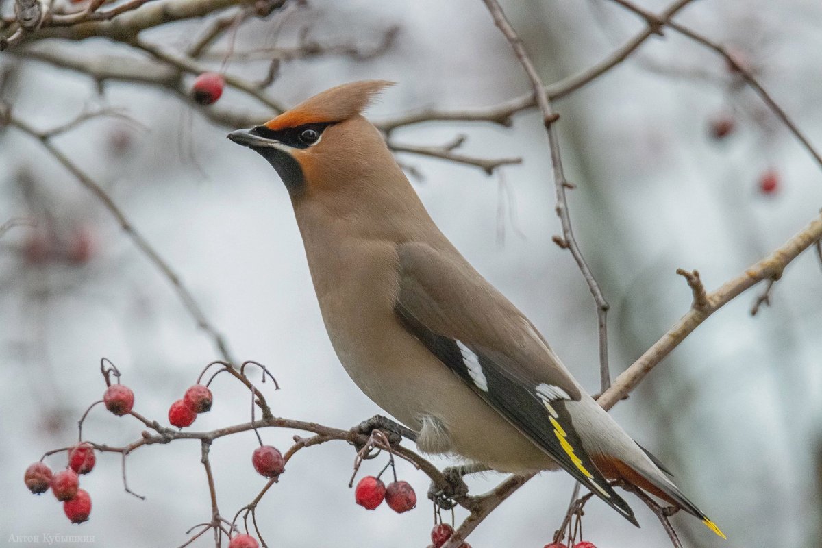 Птица с хохолком на юге России