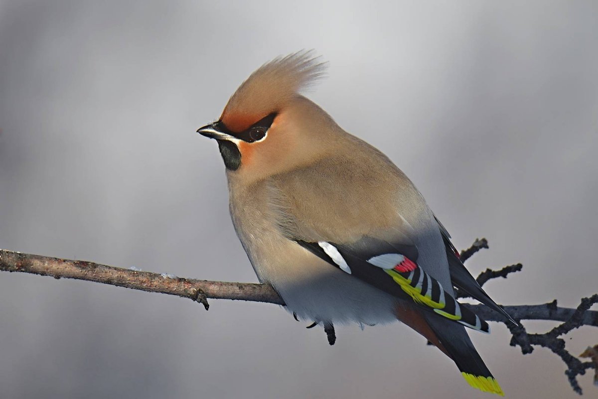 Свиристель обыкновенный (Bombycilla garrulus)