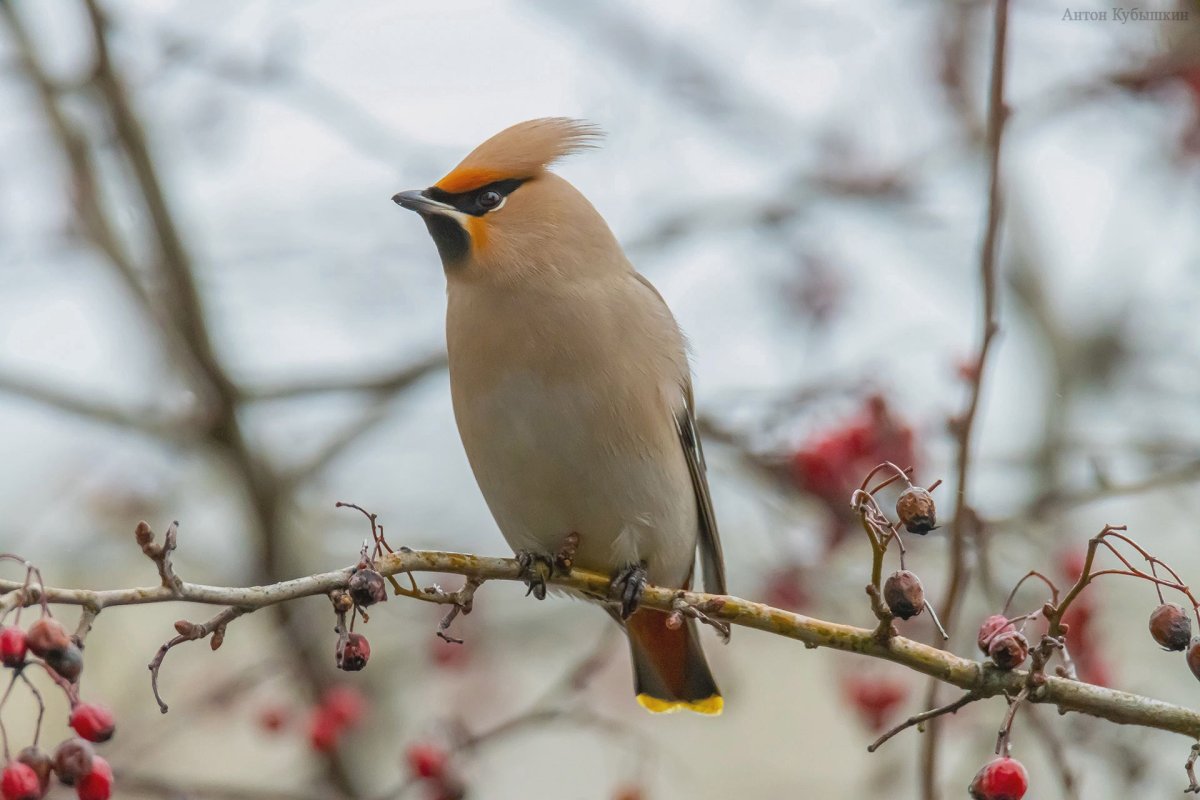 Свиристель на белом фоне