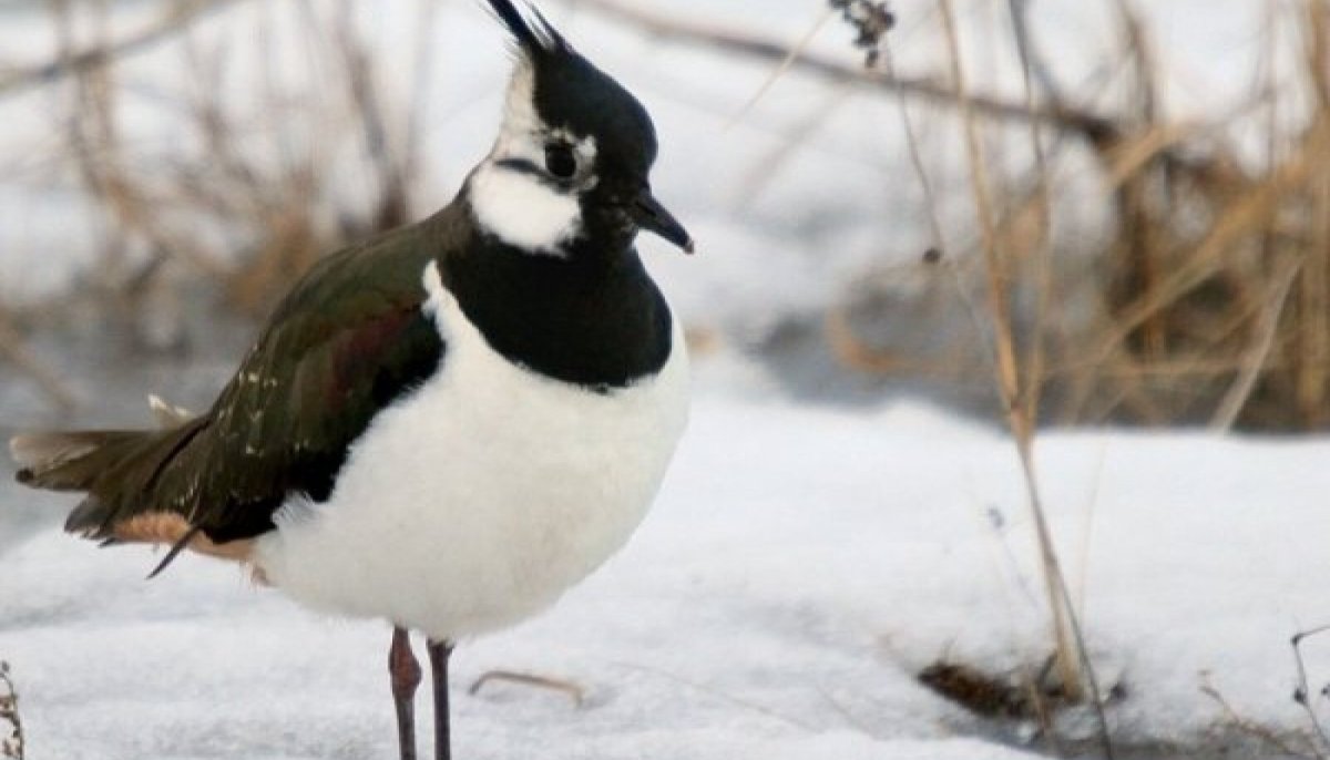 Чибис птица в Ленинградской области с хохолком