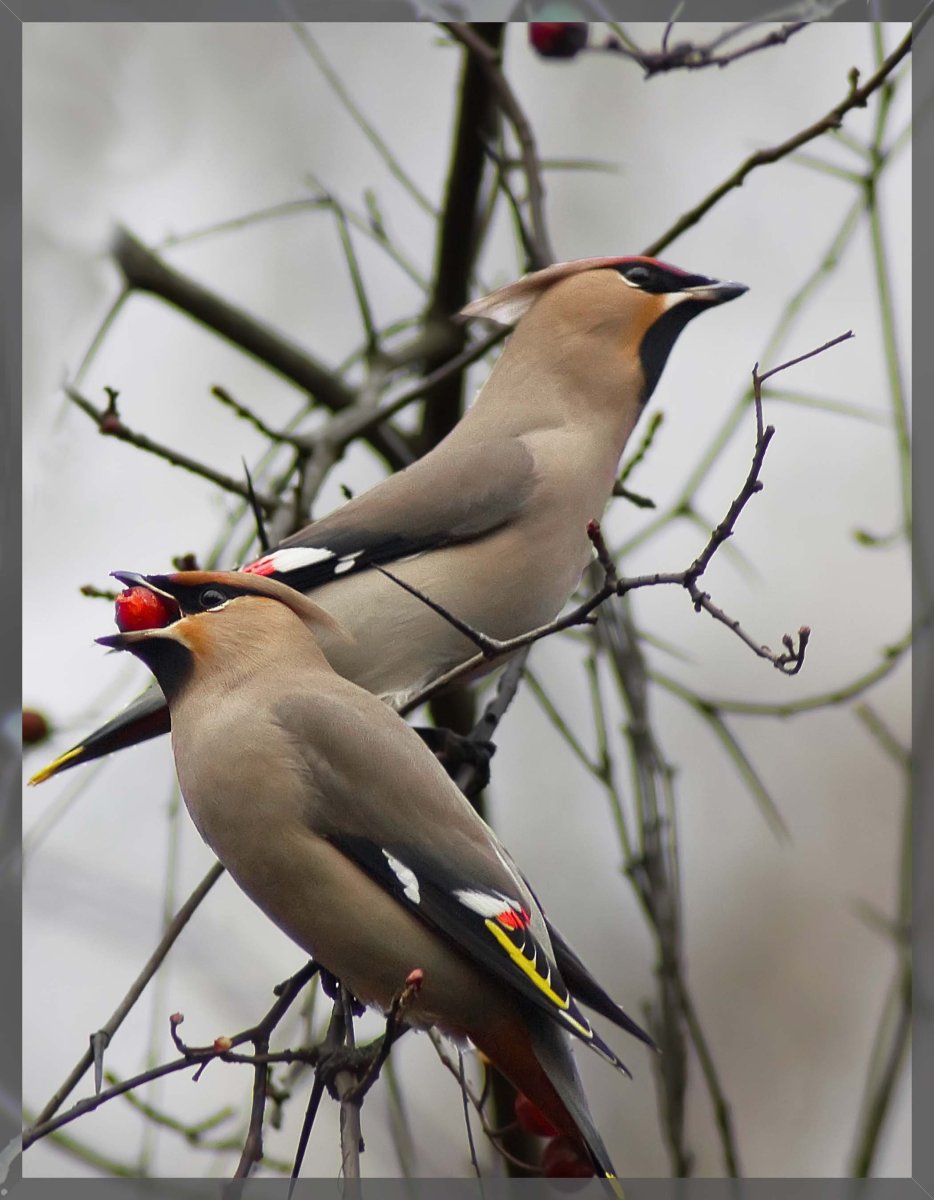 Птичка свиристель