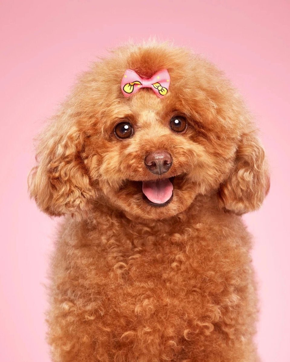 Той пудель мальтипу