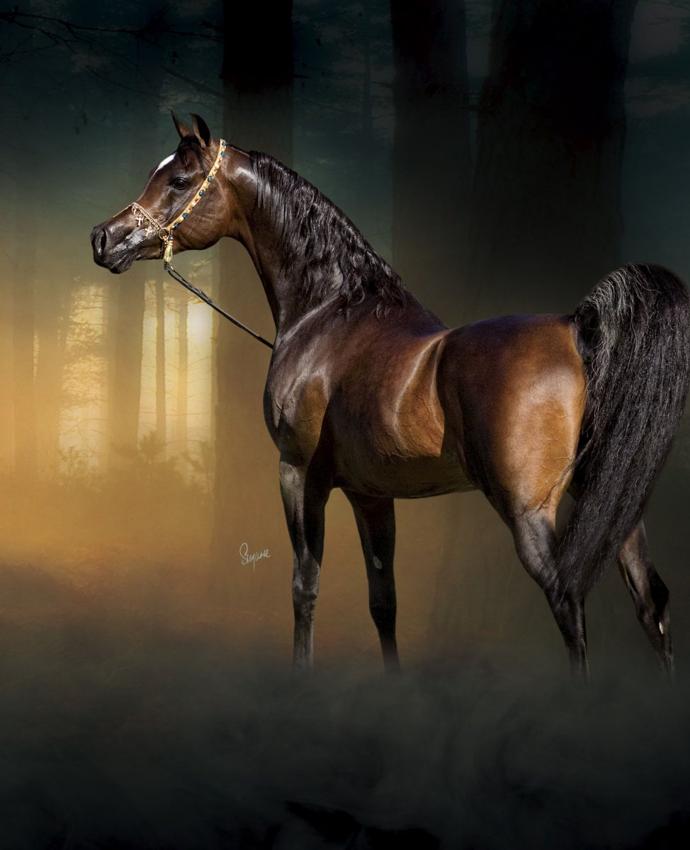 Арабская лошадь гнедая