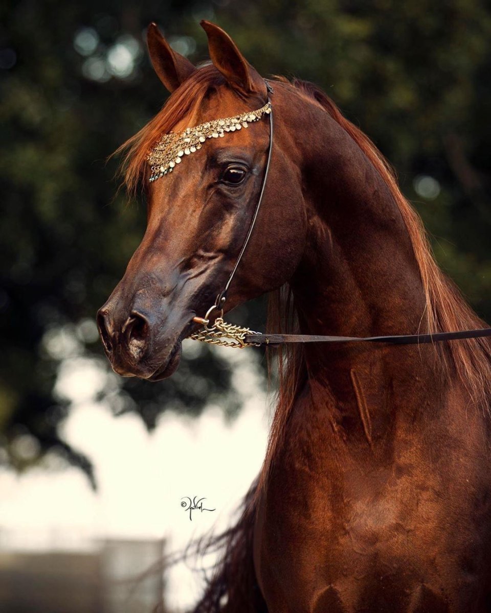 Арабская чистокровная лошадь
