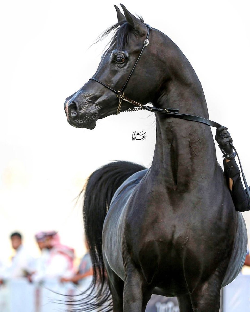 Марвари масти