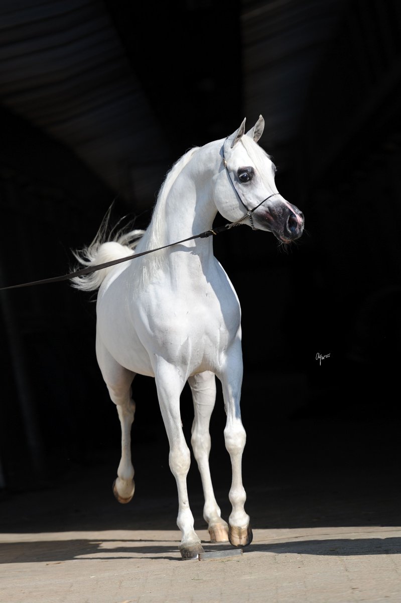 Белый арабский жеребец