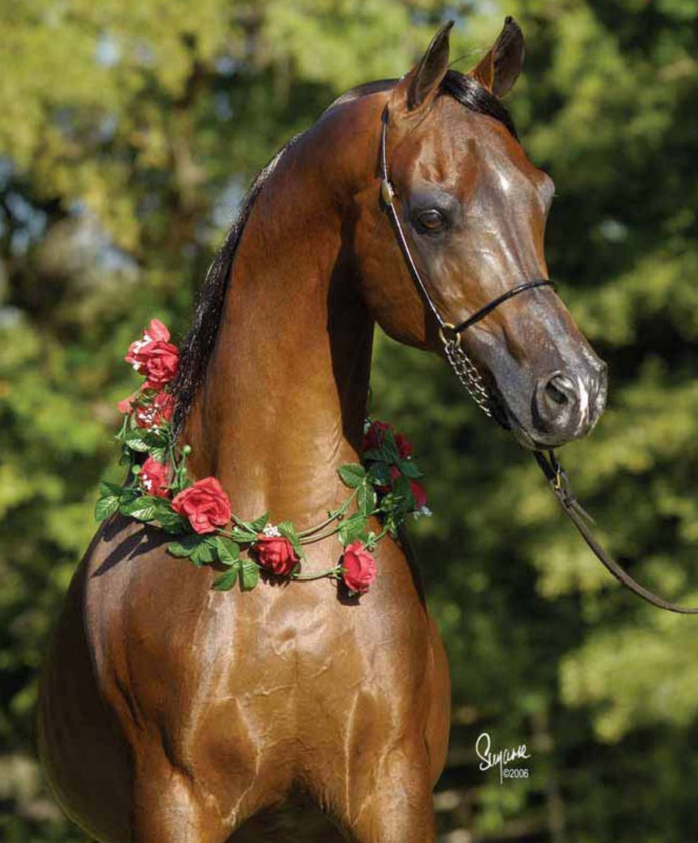 Арабская чистокровная лошадь