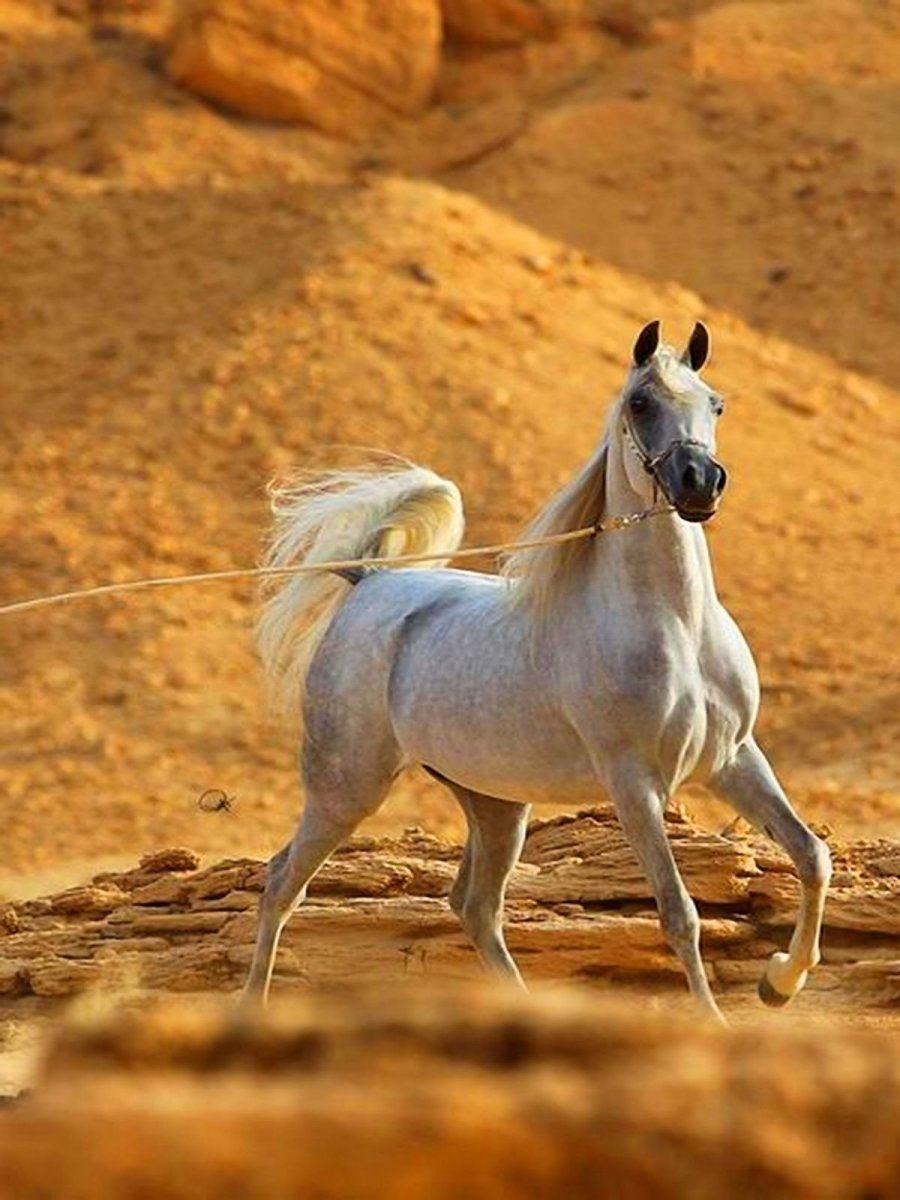 Арабская порода лошадей сиглави