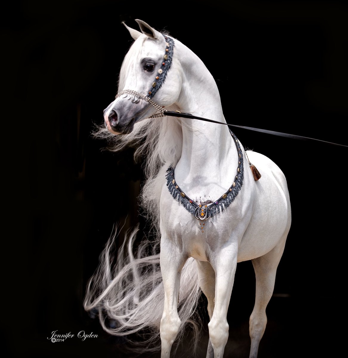 Арабская чистокровная масти