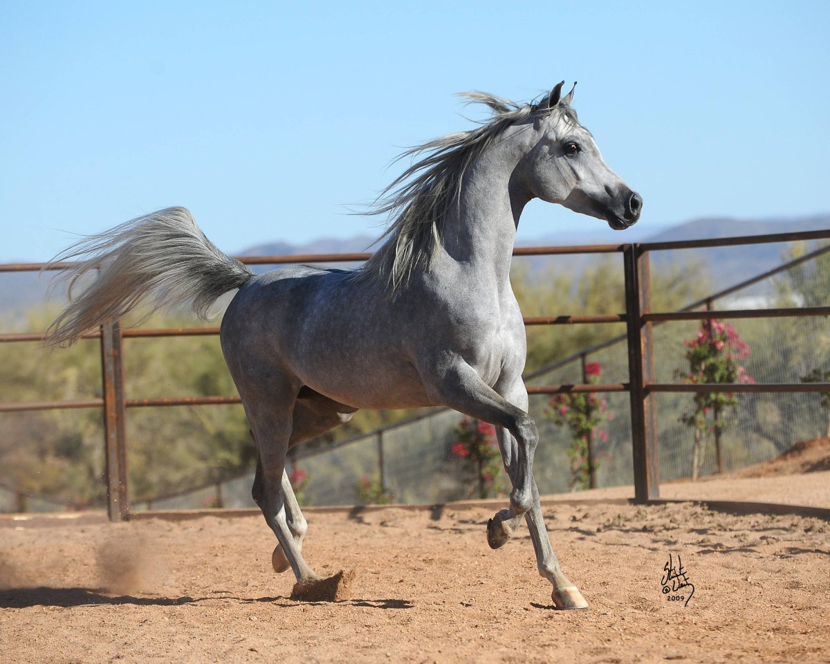 Лошади породы арабская чистокровная