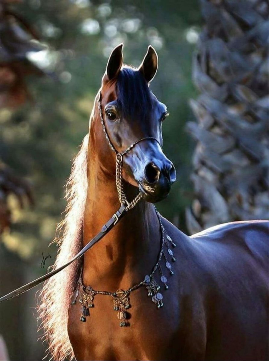 Арабская лошадь гнедая