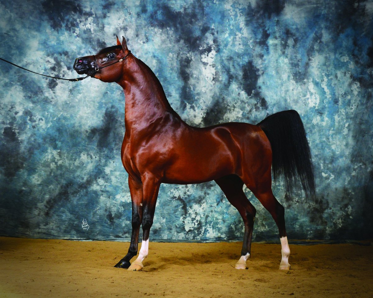 Хадбан арабская лошадь