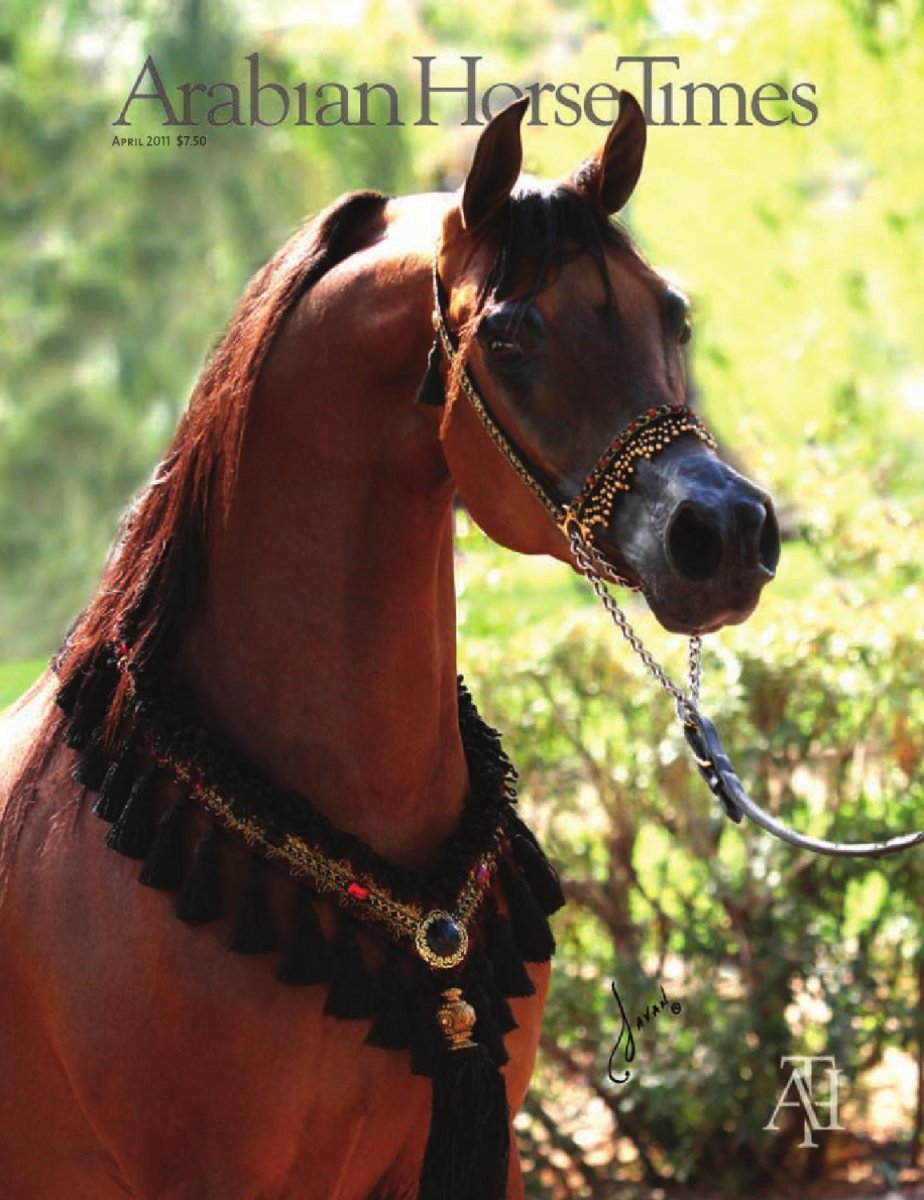 Голова арабской лошади