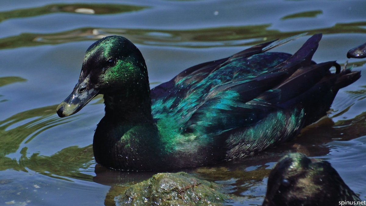 Каюга хохлатая