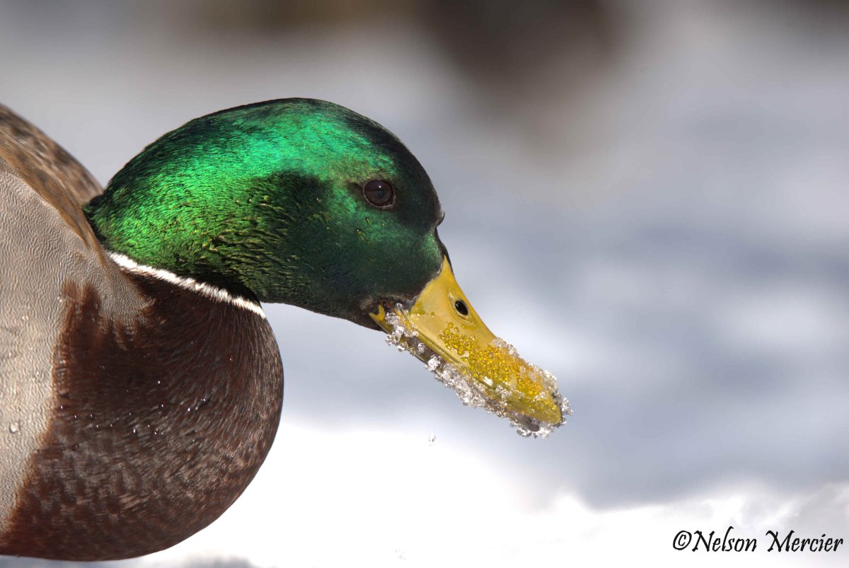 Каюга (порода уток)